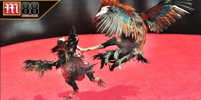 Các thể loại đá gà Thomo