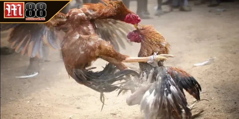 Luật chơi chi tiết