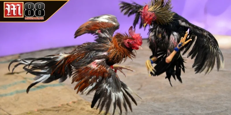 Sơ bộ về đá gà Thomo